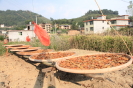 图30   晒地瓜干   摄影：孙秀锦