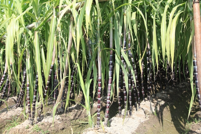 图7   甘蔗   摄影：孙秀锦