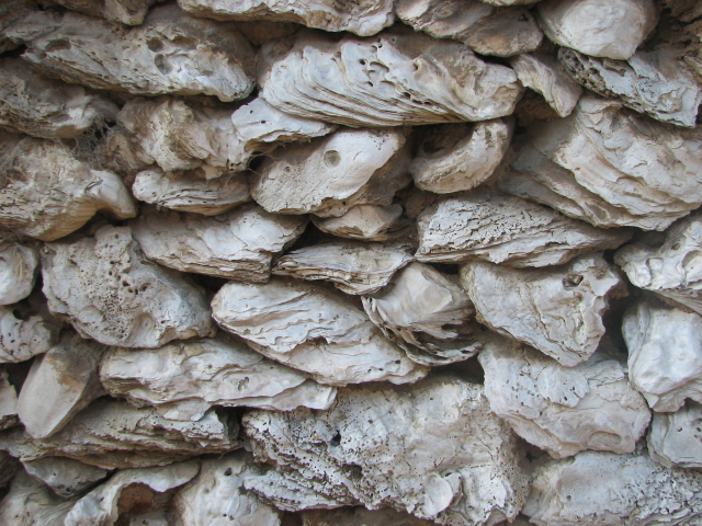 图25    泉州蚵壳厝（墙体）   摄影：谢向明