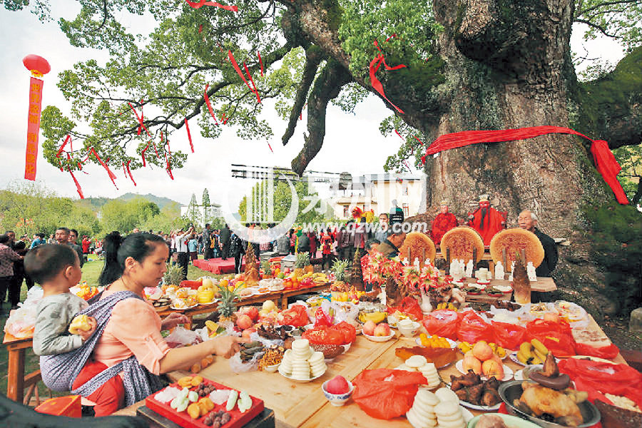 德化美湖—— 独树一帜“祭樟王” 德化美湖—— 独树一帜“祭樟王”