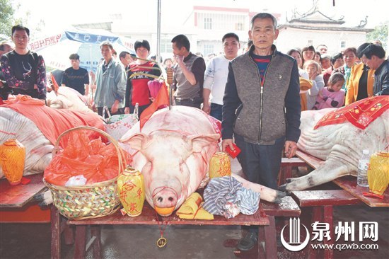 这些大猪都是村民精心饲养的